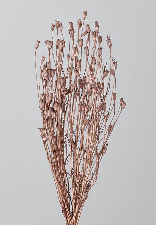 フローレンティナ　モーブピンク　50510-192