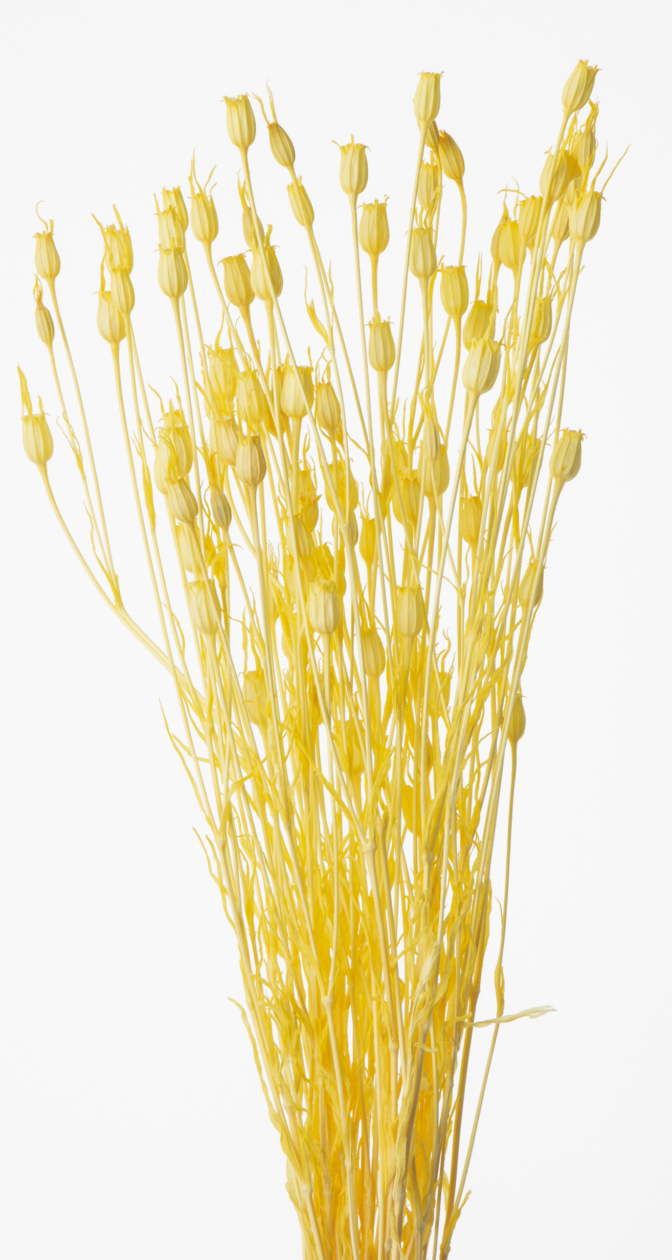 フローレンティナ　イエロー　50510-501