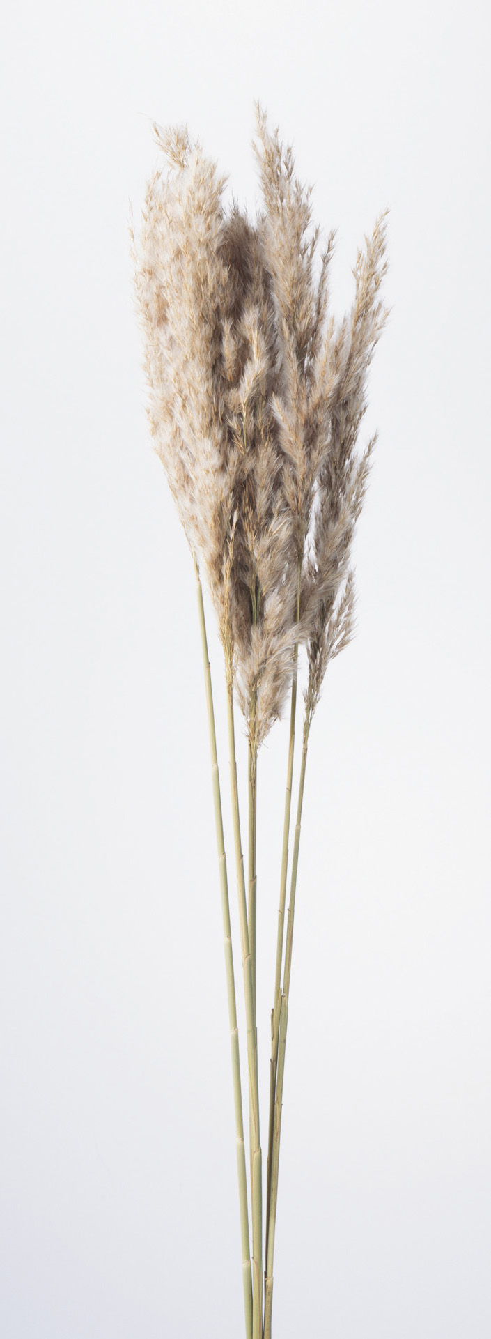 プルームリード　ナチュラルベージュ　51320-030