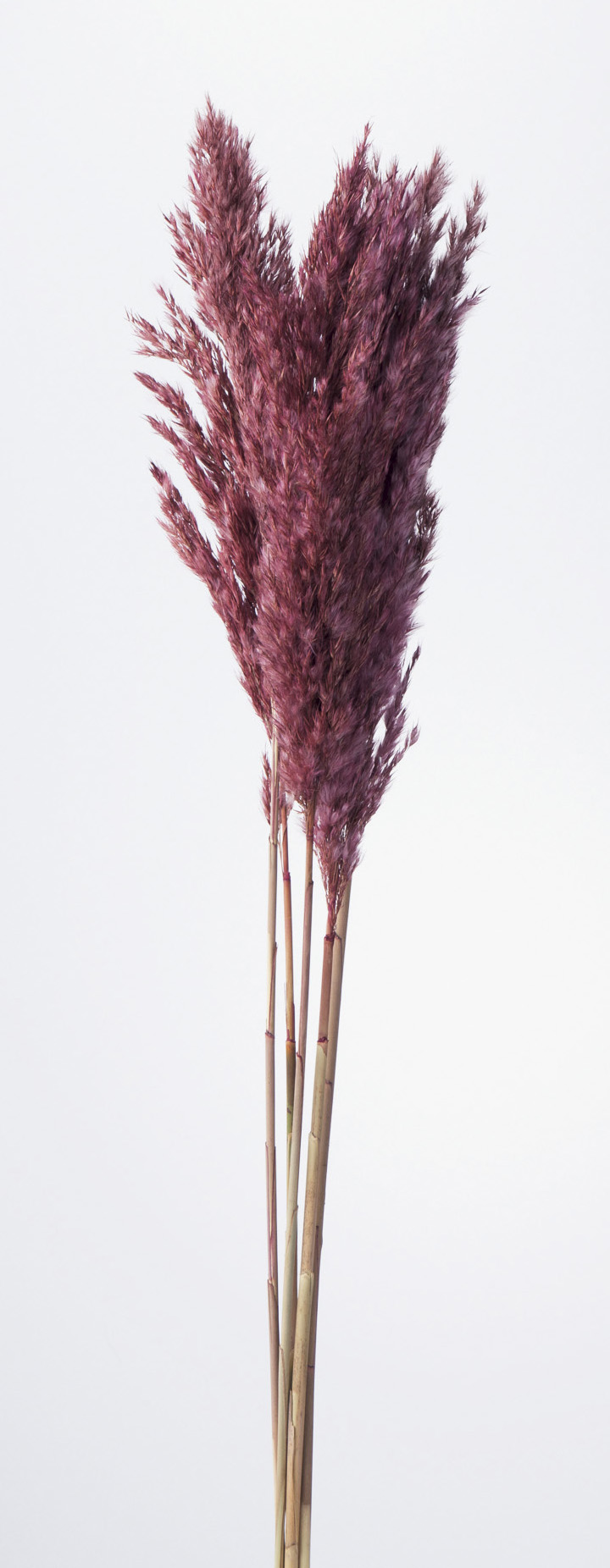 プルームリード　ワイン　51320-480　メーカー廃盤セール６０％OFF　