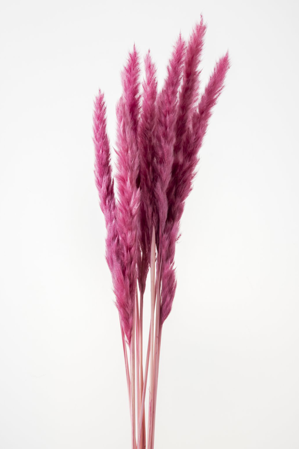 テールリード　エスプリピンク　51340-162　メーカー廃番セール60％OFF