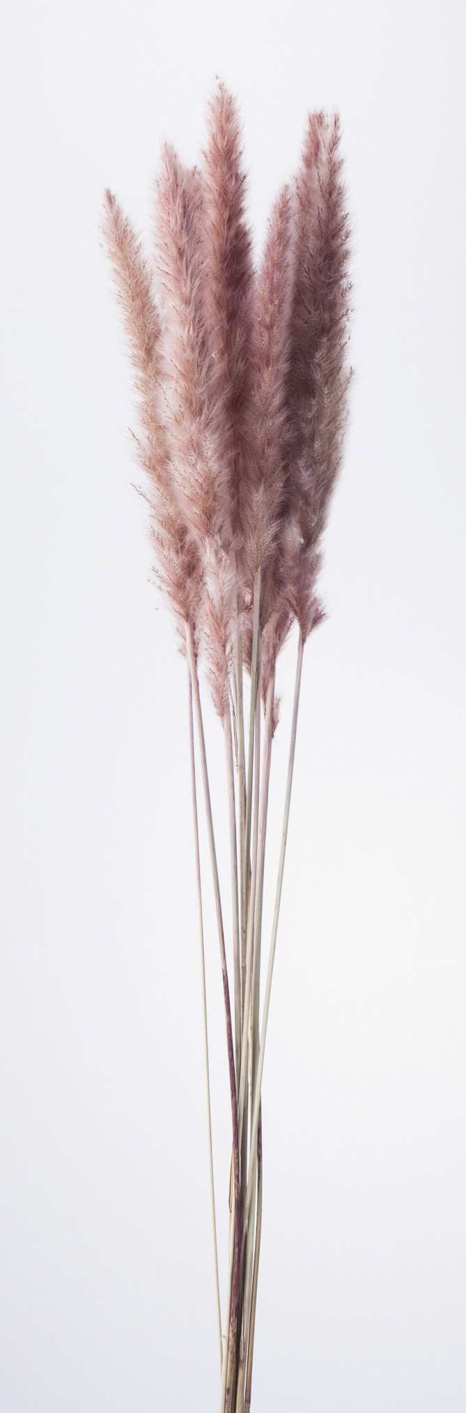 テールリード　モーブピンク　51340-190