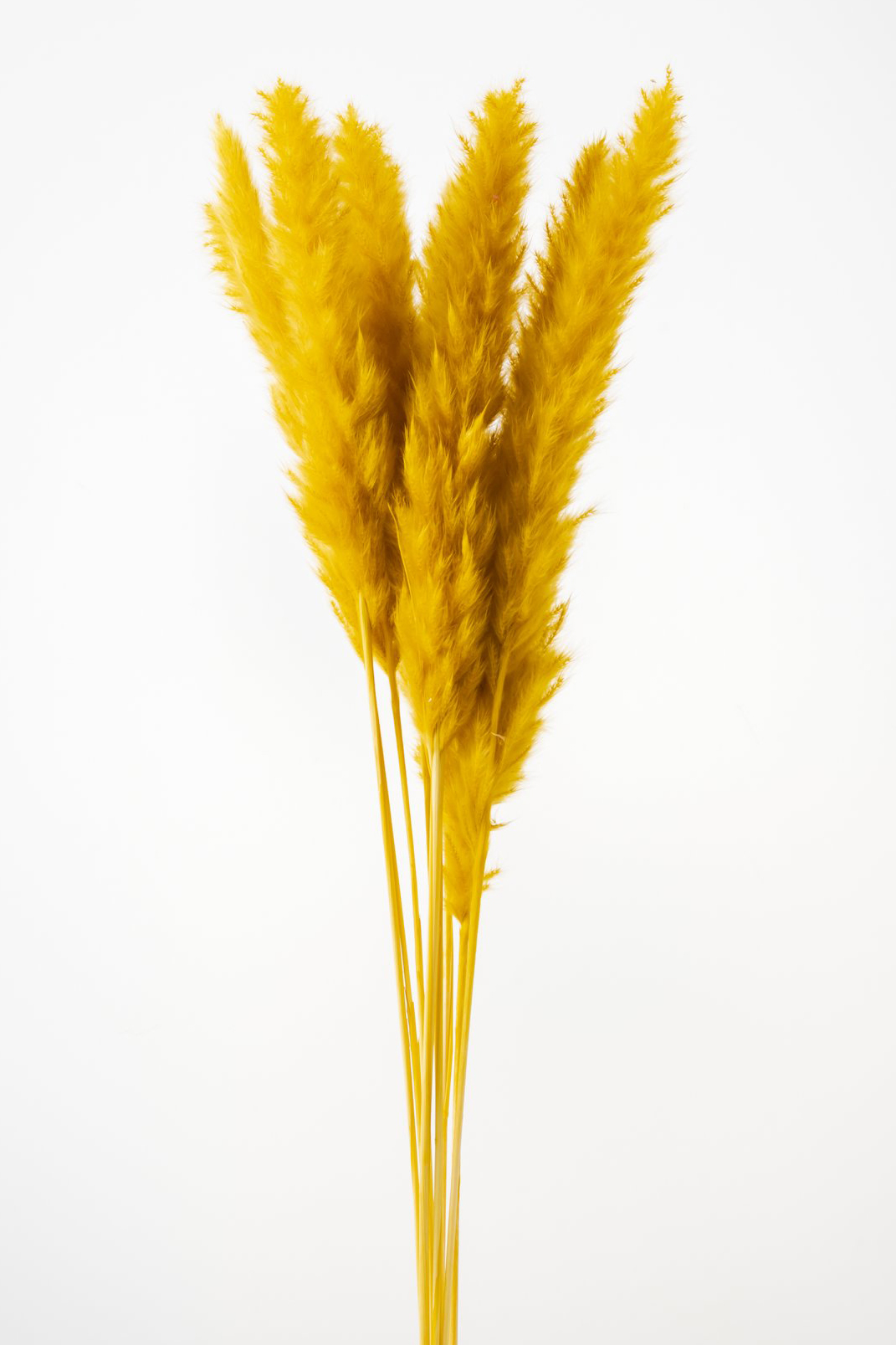 テールリード　マスタード　51340-581