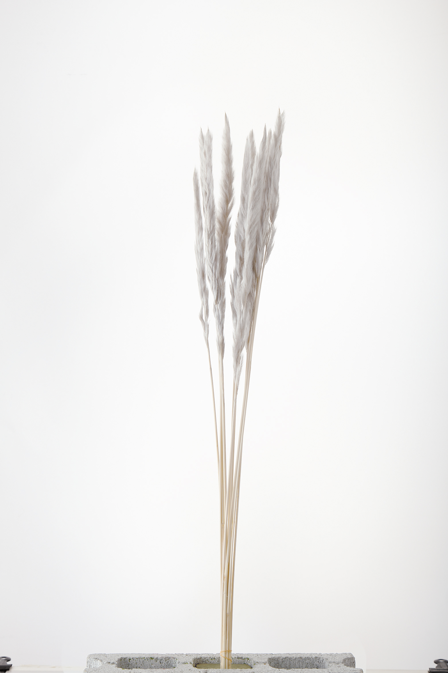 テールリード　パールグレー　51340-871