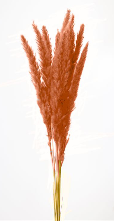 テールリード　オレンジ　51340-351　品番変更　メーカー廃番セール60％OFF