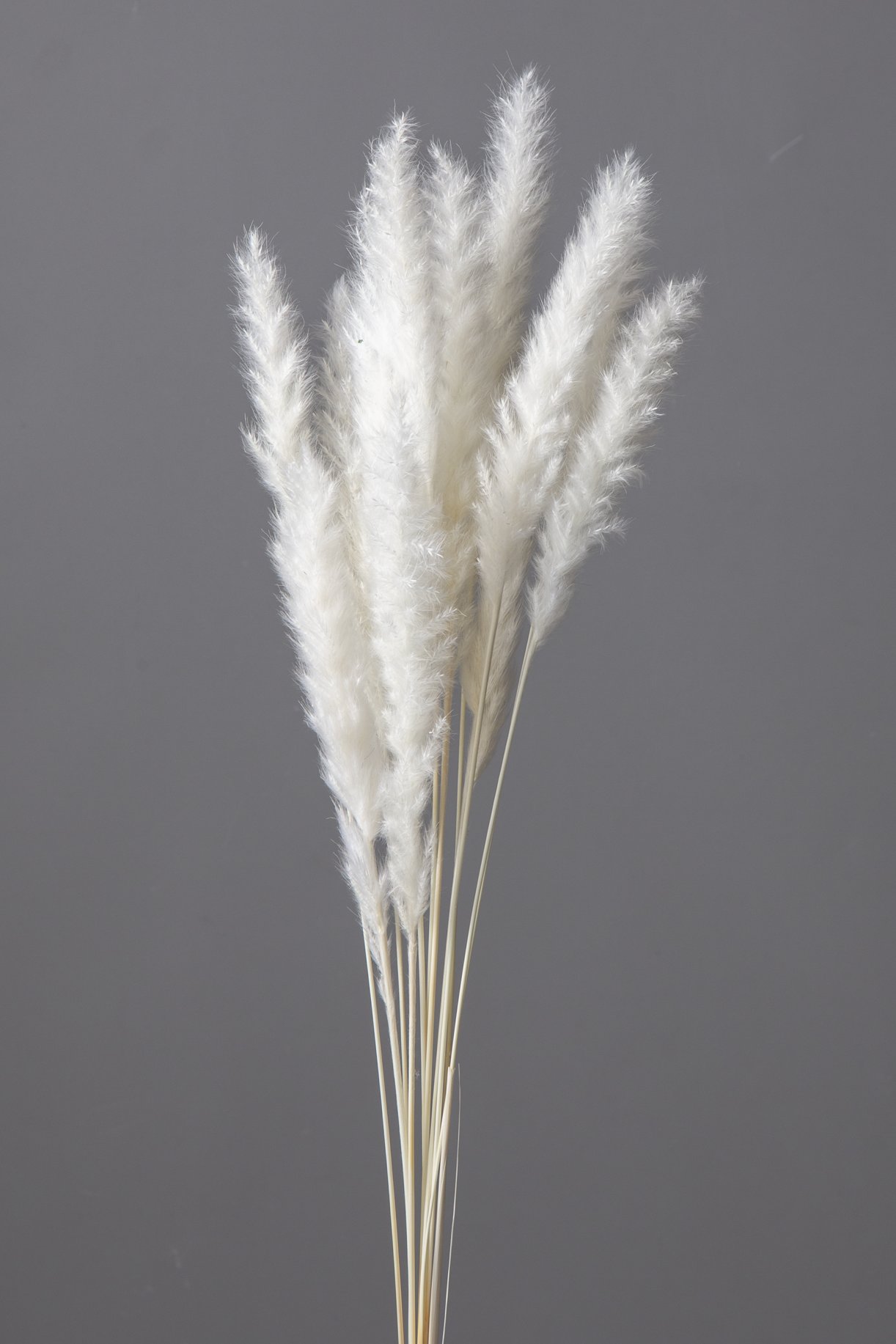 テールリード・ミニ　白　51345-011