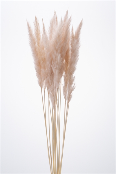 テールリード・ミニ　ピンクベージュ　51345-081　