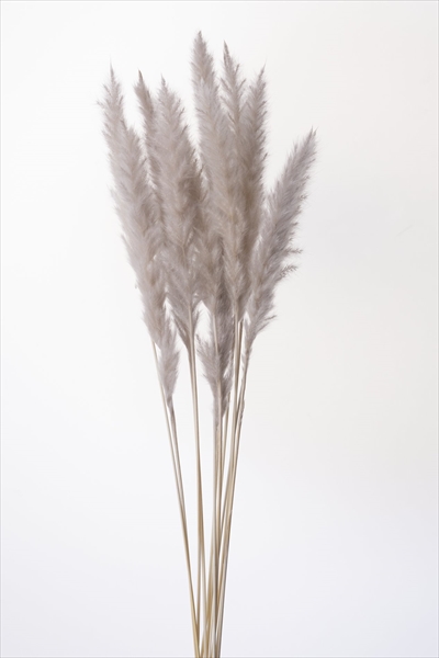 テールリード・ミニ　パールグレー　51345-871