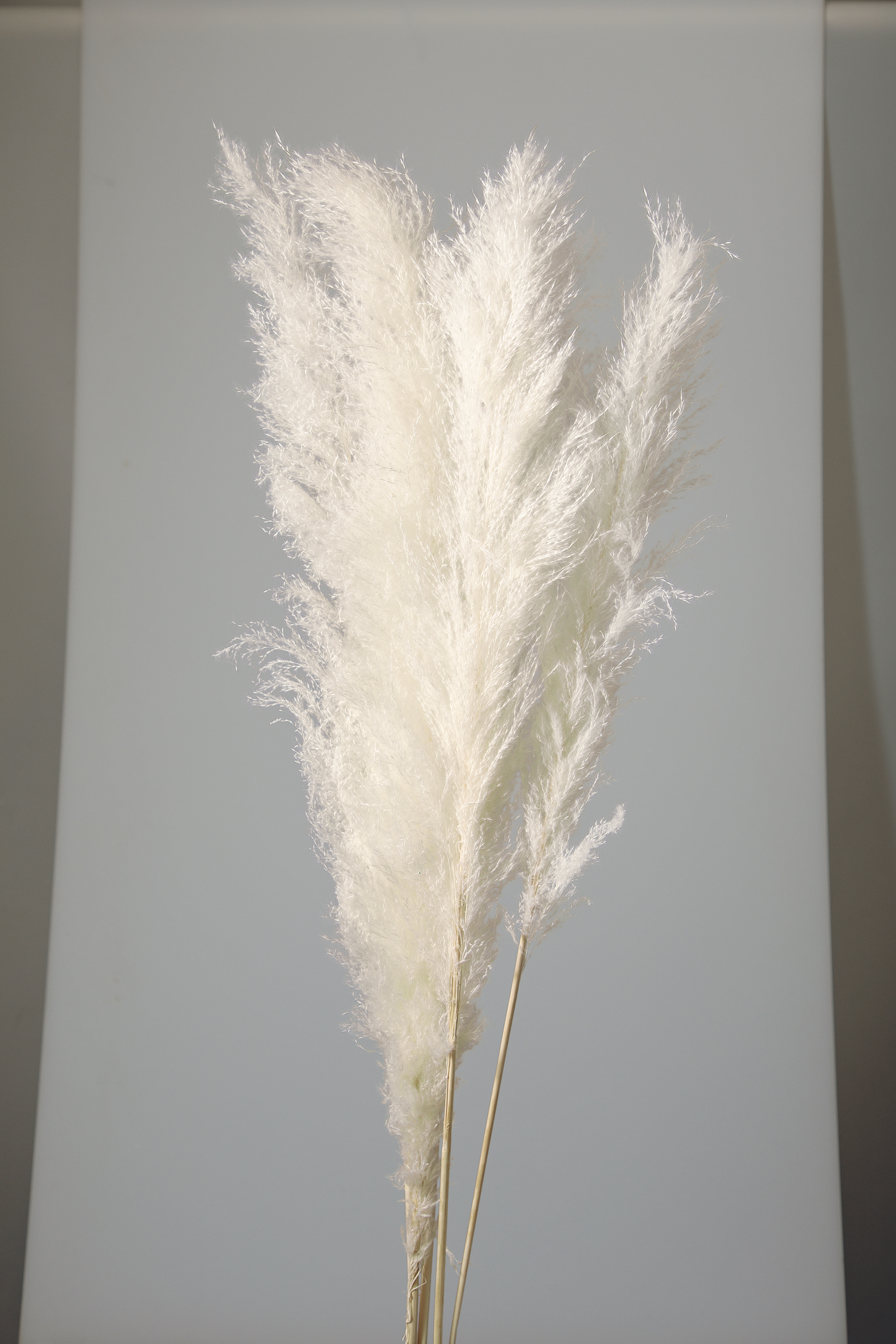 ビックテールリード　白　51350-011　