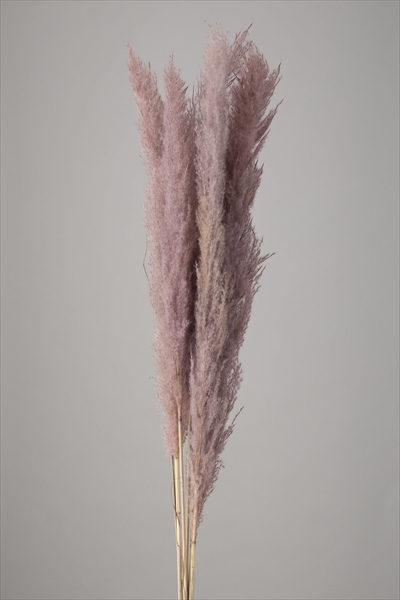 ビックテールリード　スモーキーピンク　51350-160　