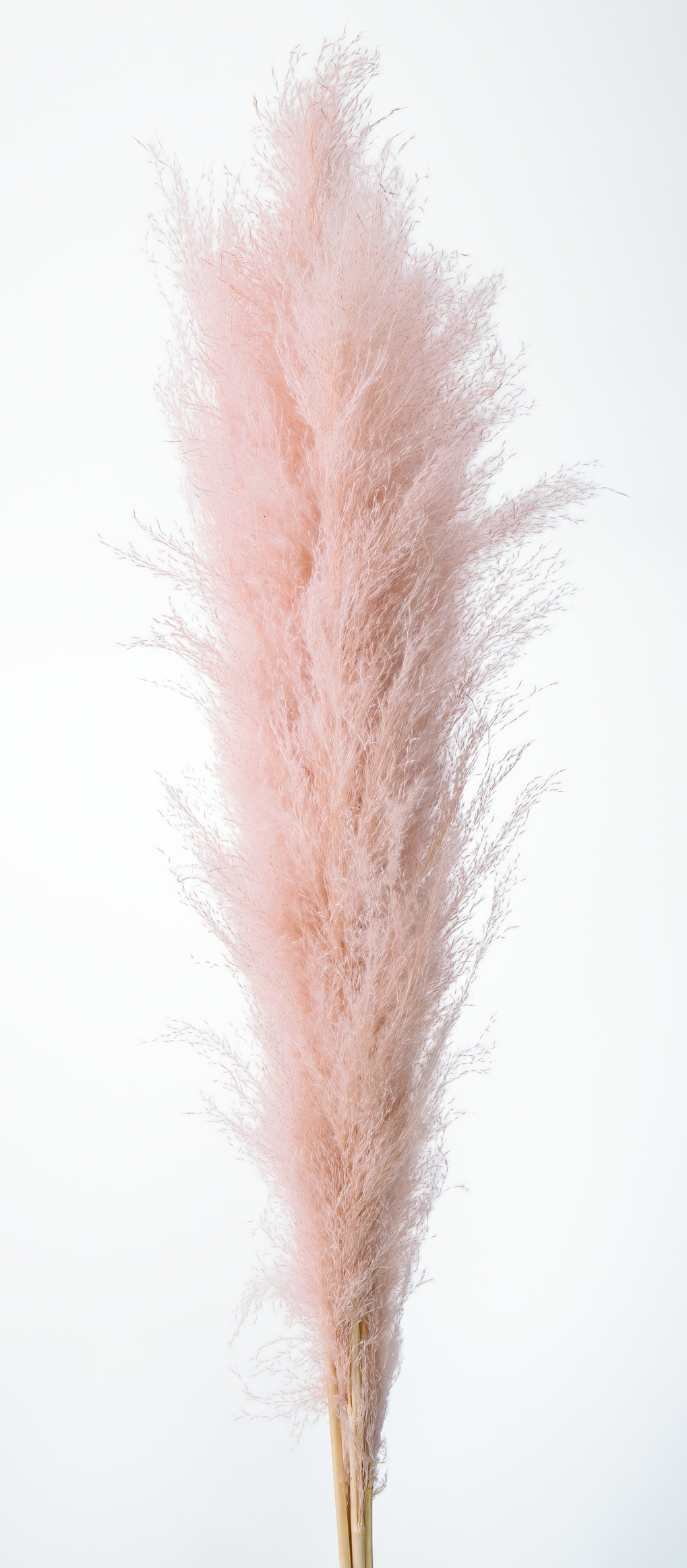 ビックテールリード　ピンクベージュ　51350-081