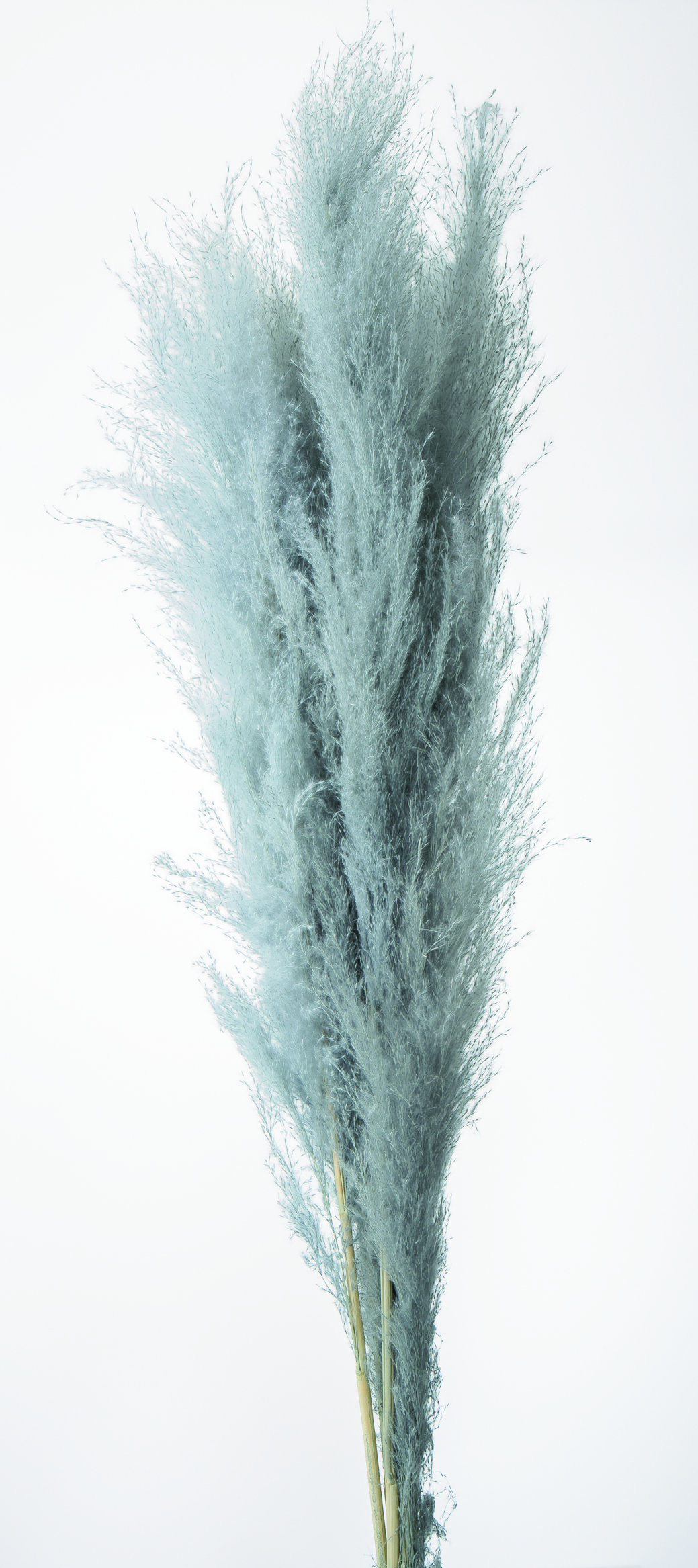 ビックテールリード　スモーキーブルー　51350-641