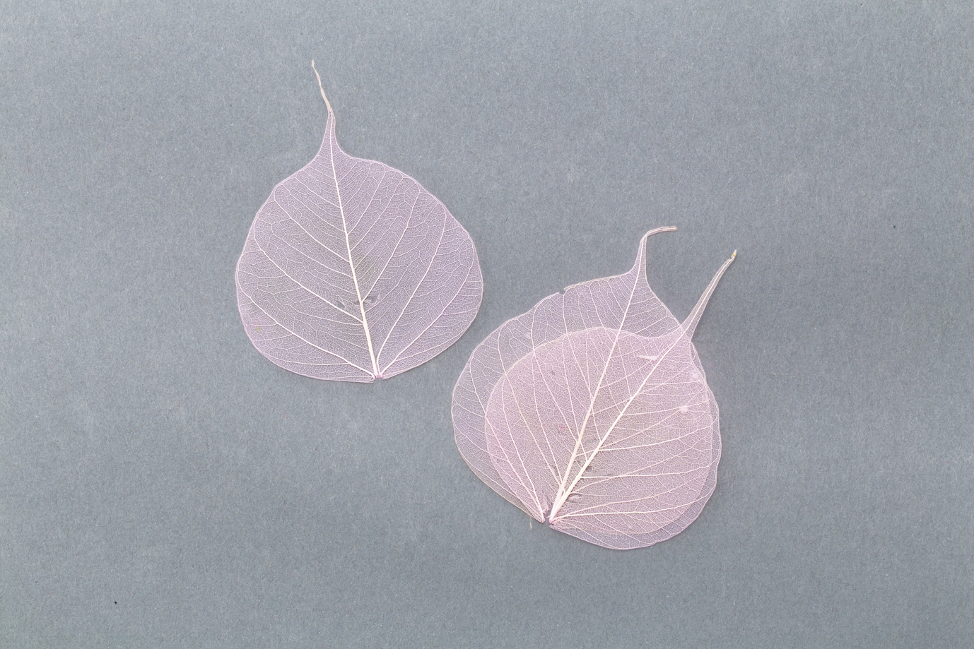 ピープルスケルトン・ミニ　ライトピンク　メーカー廃盤セール60％OFF