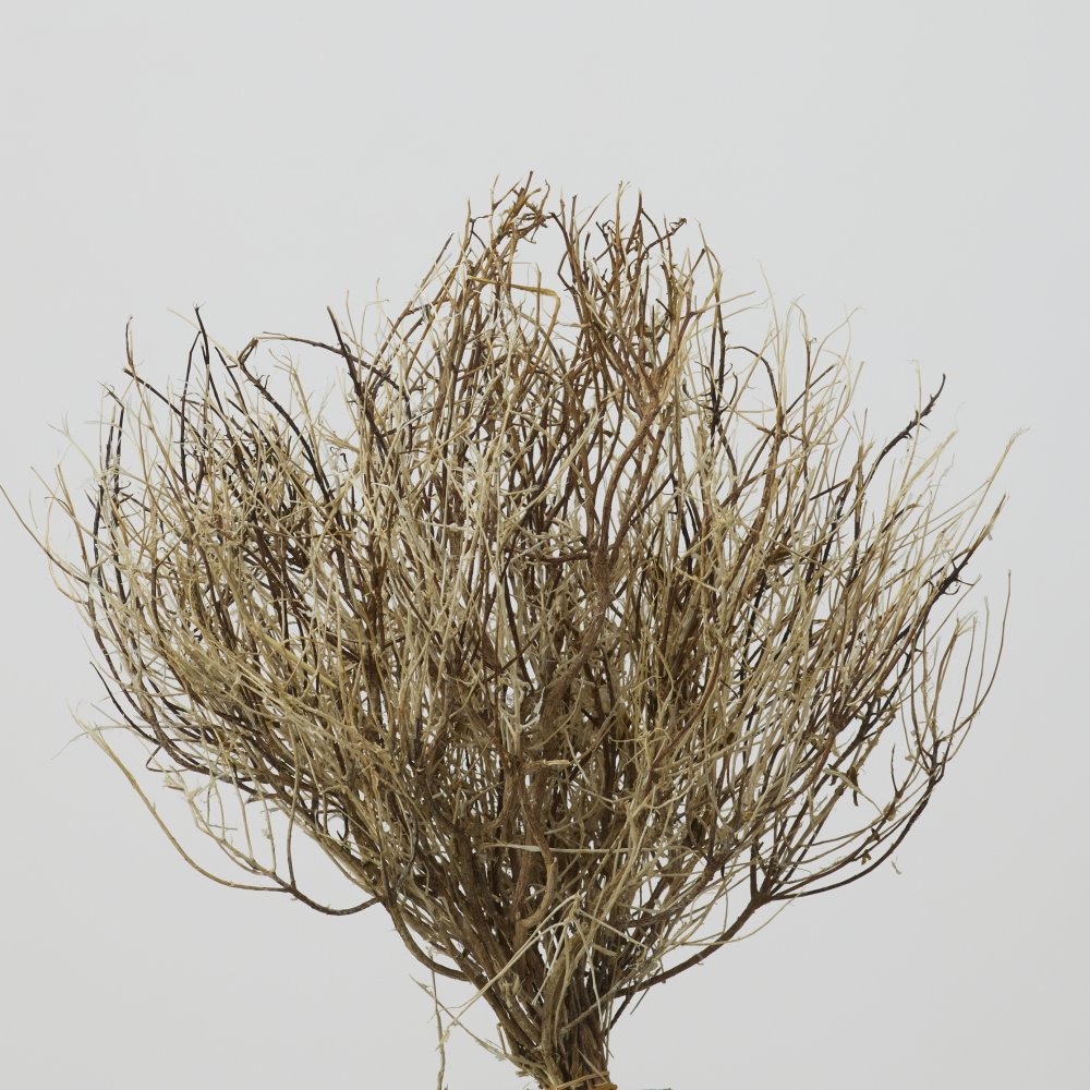 ティミアン　ナチュラルホワイト　51870-030