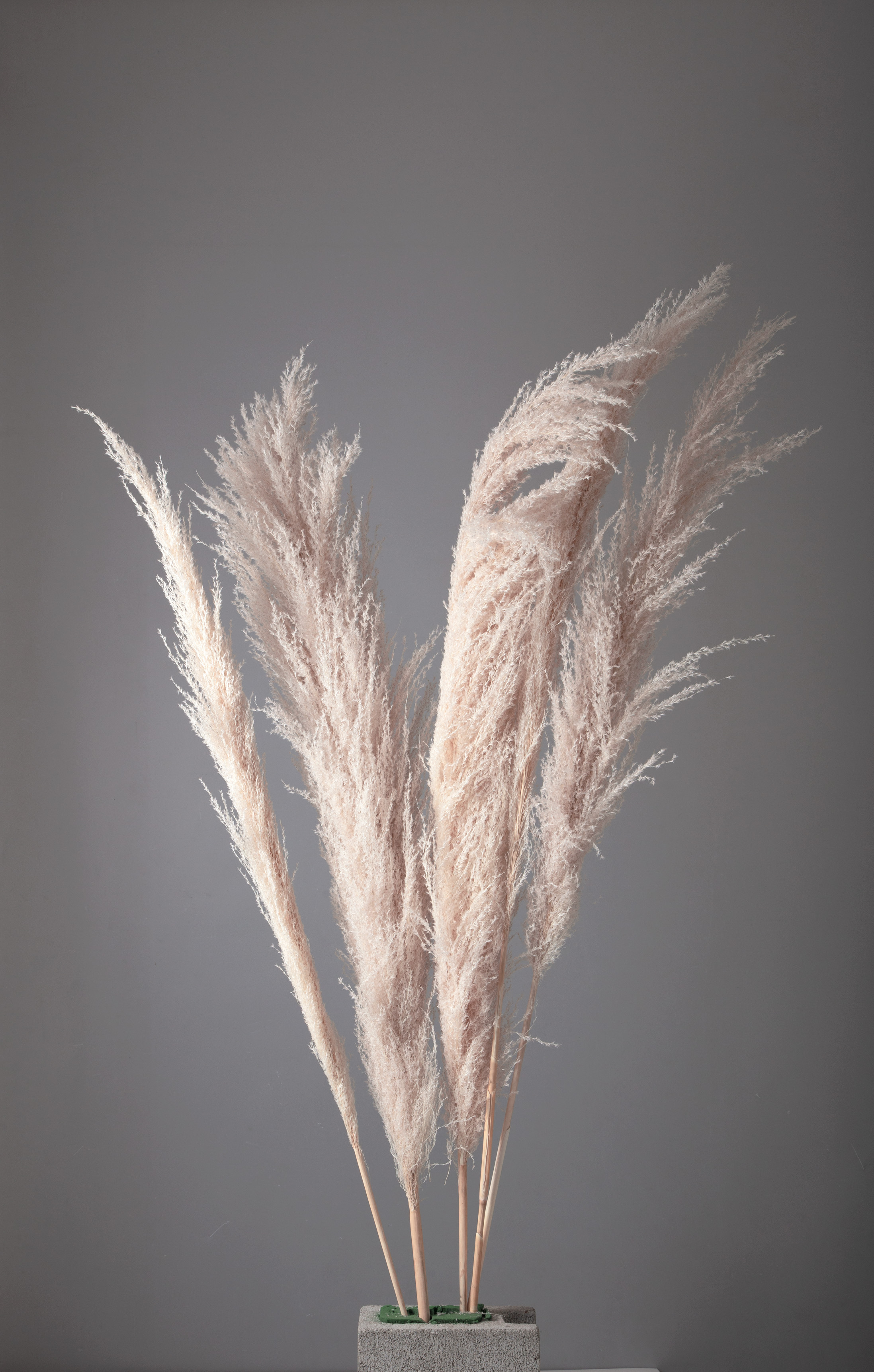 フェザーパンパス　ナチュラルホワイト　52250-010　