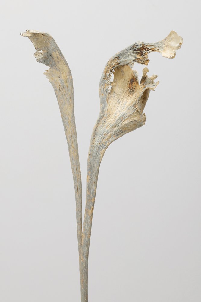 インド化石　ナチュラルホワイト　54400-021