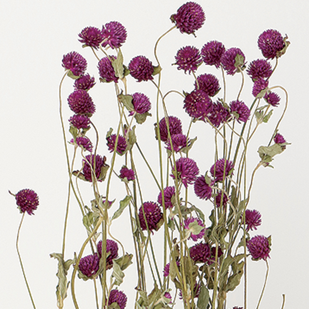 センニチコウ　Ｎ/パープル