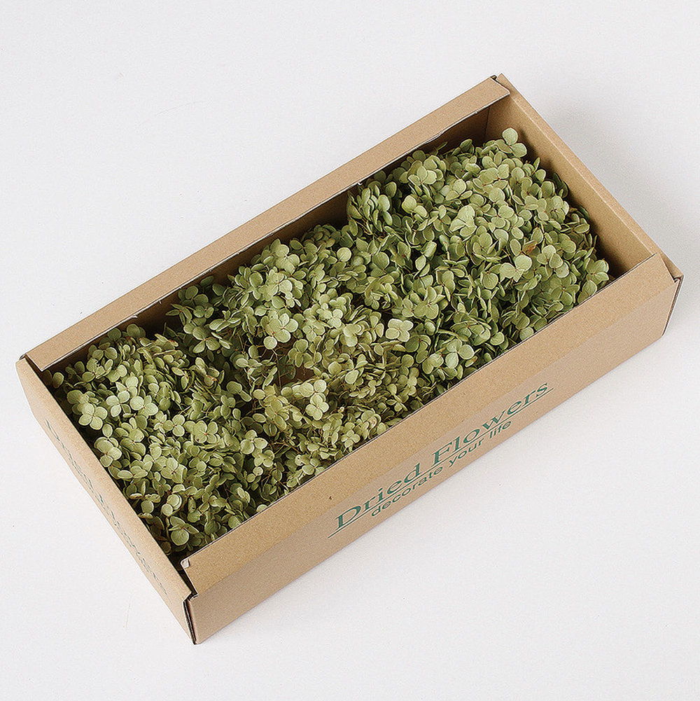 あじさい アナベル ナチュラル ドライフラワー ドライフラワー卸売り販売のミルキーウェイ