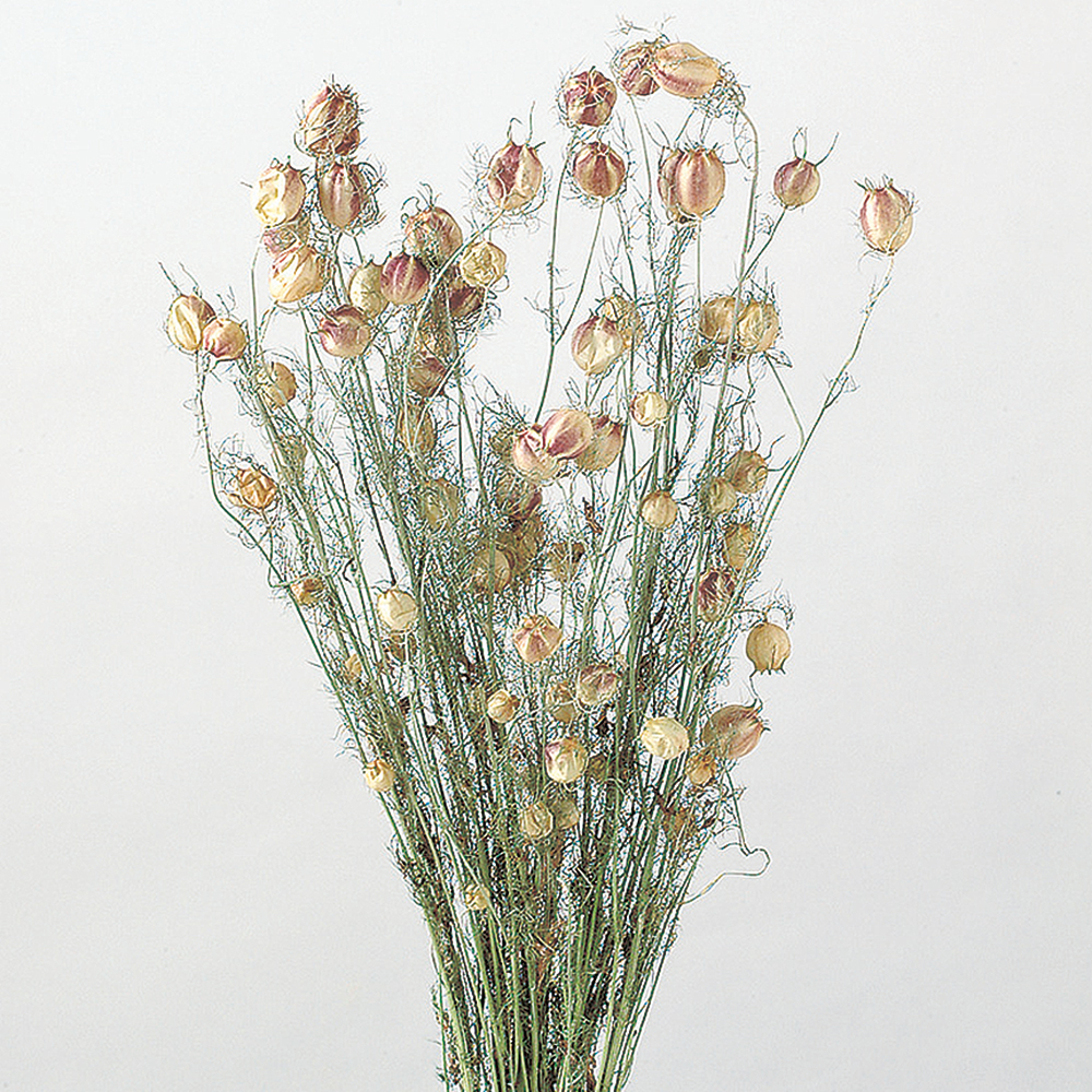 ニゲラ　Ｎ/グリーン