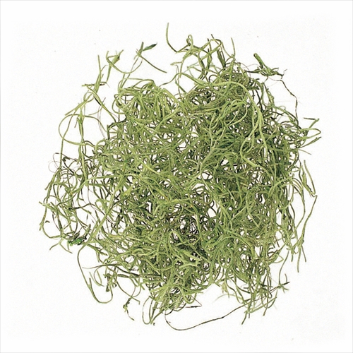 スパニッシュモス　プロ仕様　グリーン　61067-700