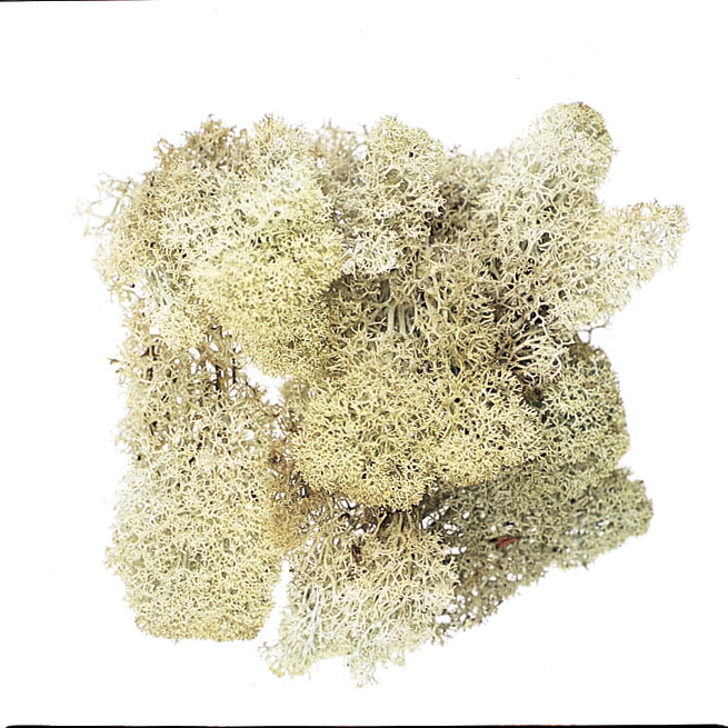 アイスランドモス　小袋　N　61071-000