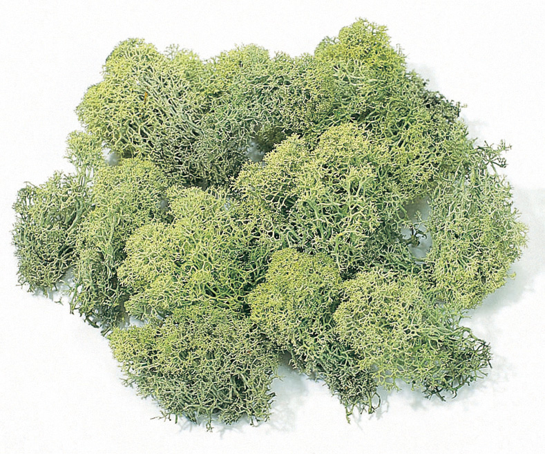 アイスランドモス　大袋　グリーン　61073-700