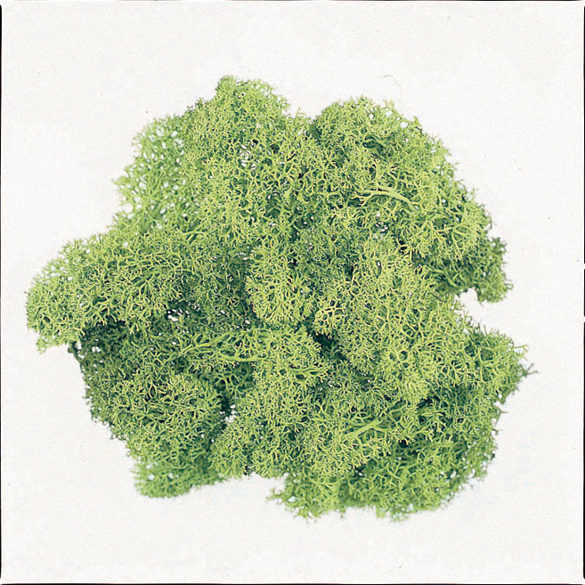 アイスランドス　小袋　スプリンググリーン　61071-780