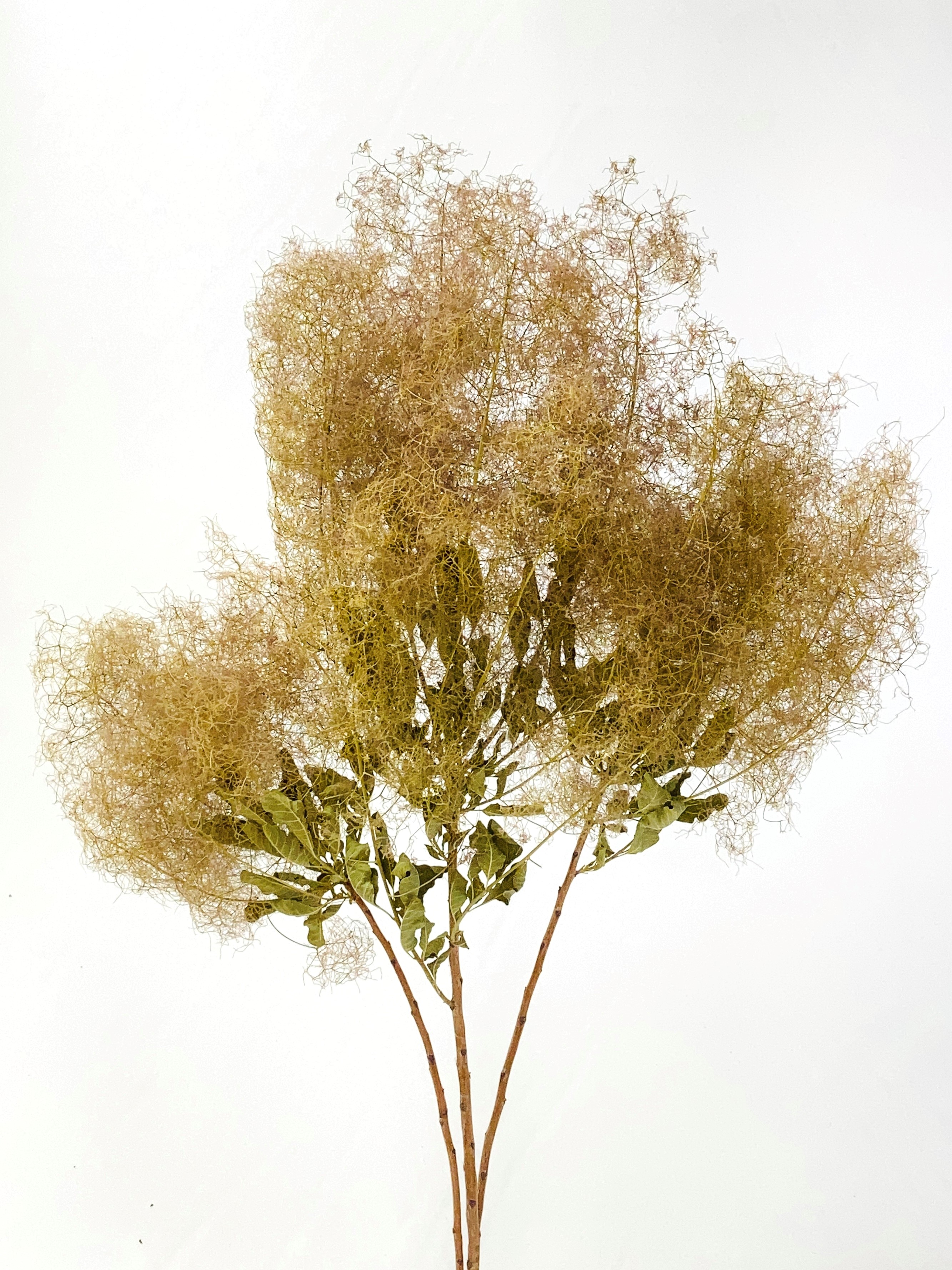 スモークツリーパールファー　ナチュラル　61158