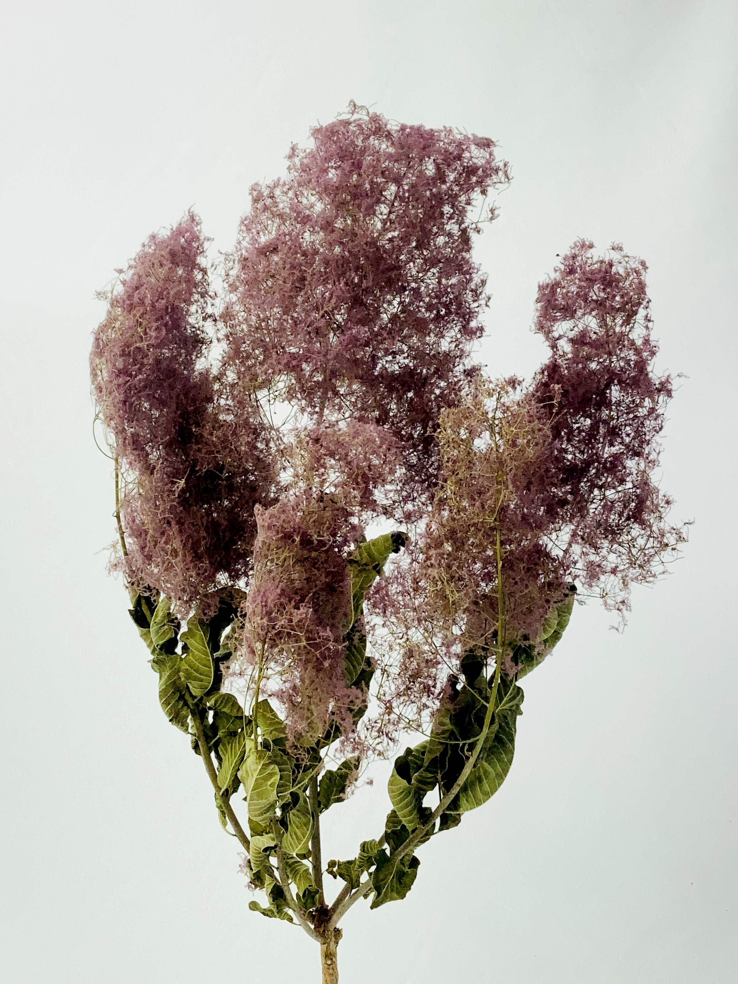 スモークツリールビーファー　ナチュラル　61159