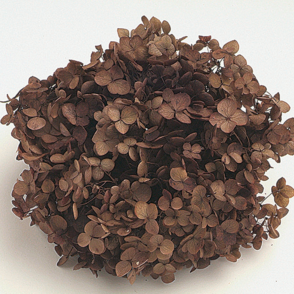 ソフトあじさいアナベル　キャラメルブラウン　64190