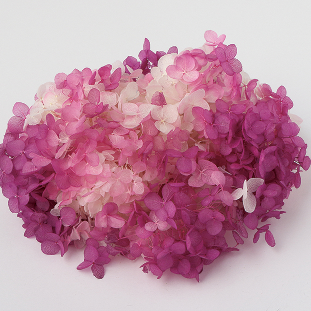 ソフトあじさいアナベル　パルフェ　カシスフロート　64251