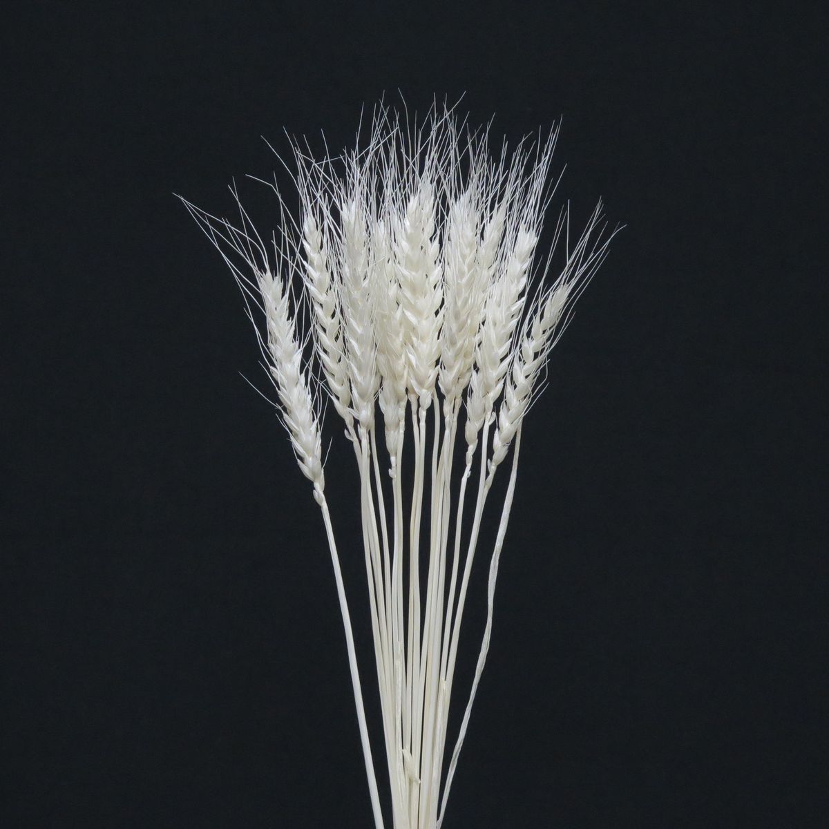 小麦　サラシ　65094