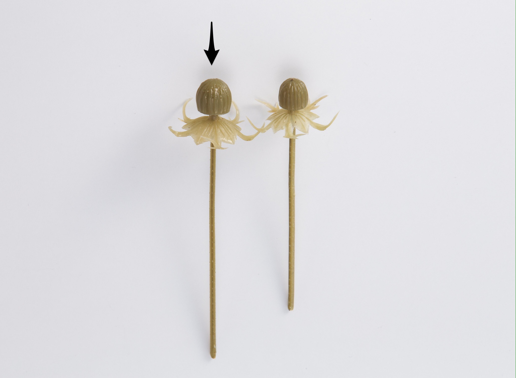 ブルーミングステム・L　オリーブグリーン　１．２cm×１２ｃｍ　　65690-760　