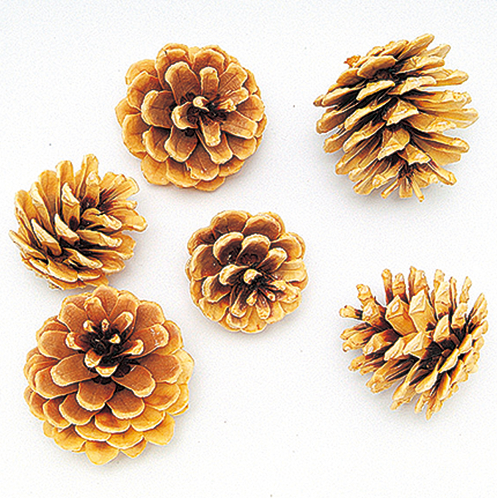 松かさ　アソート　サラシ　66184