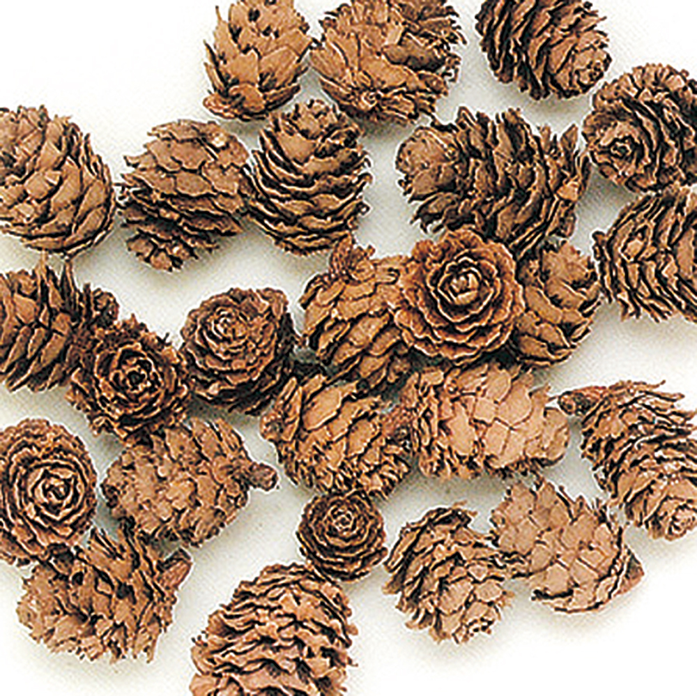 カラマツ　Ｎ　66186