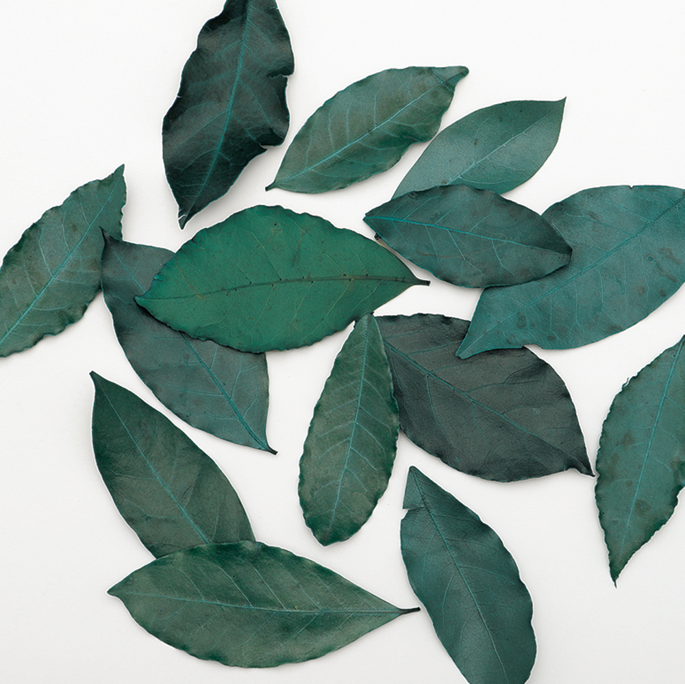 カラーリーフ　ブルーグレー