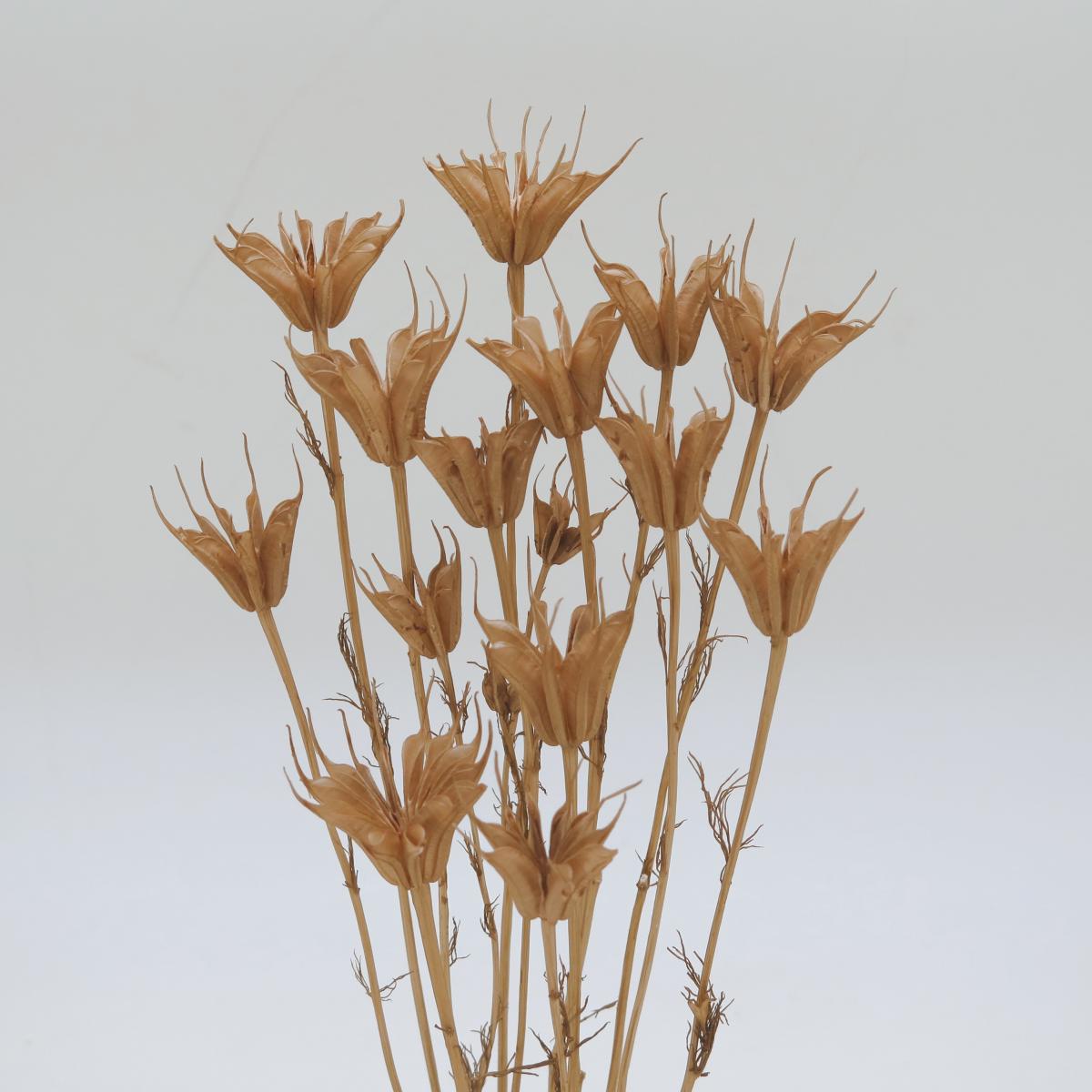 ニゲラオリエンタリス　ミディ　ピンクベージュ　73071　メーカー廃番セール60％OFF