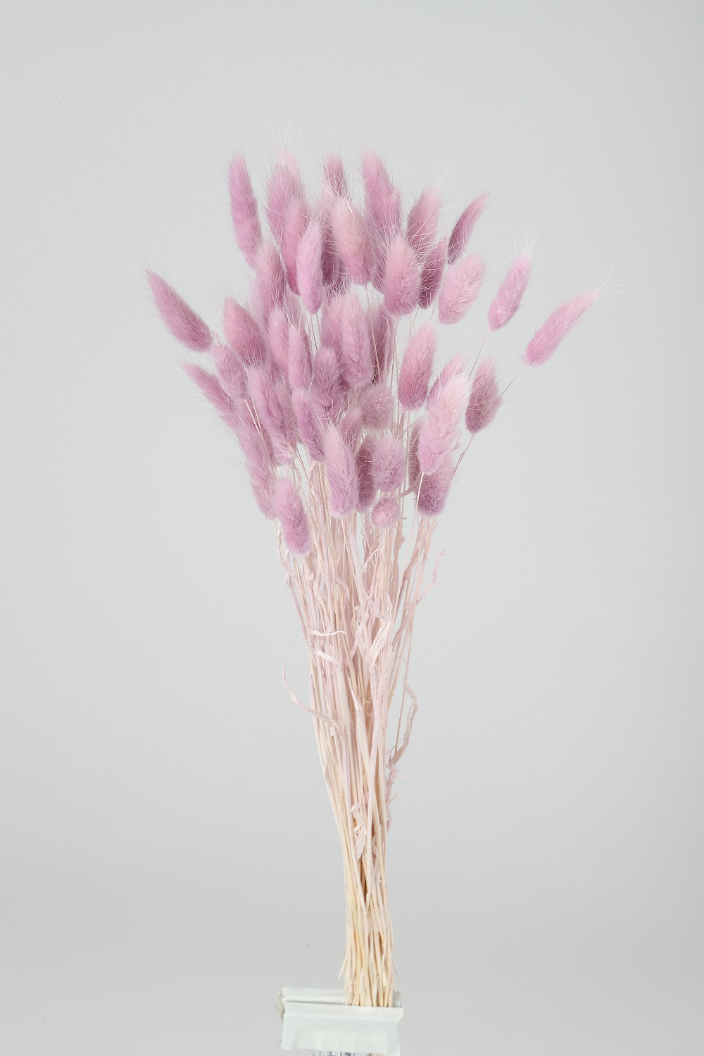 ラグラス　ミスティパープル　73131