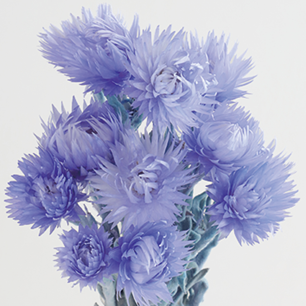 シルバーデージーミニ　パープル　73303