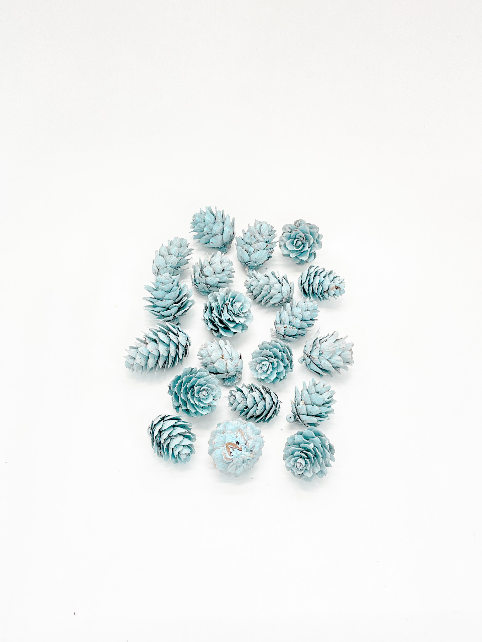 カラマツ　ベビーブルー　74468