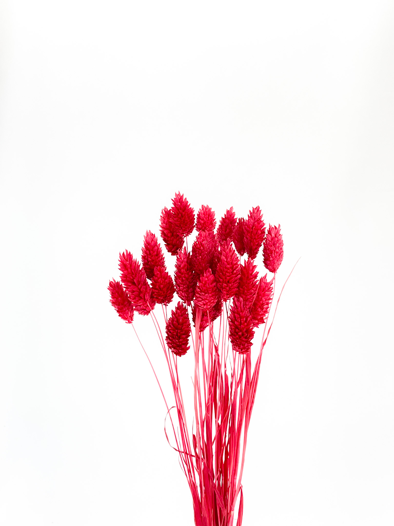 ポアプランツ　レッド　75785