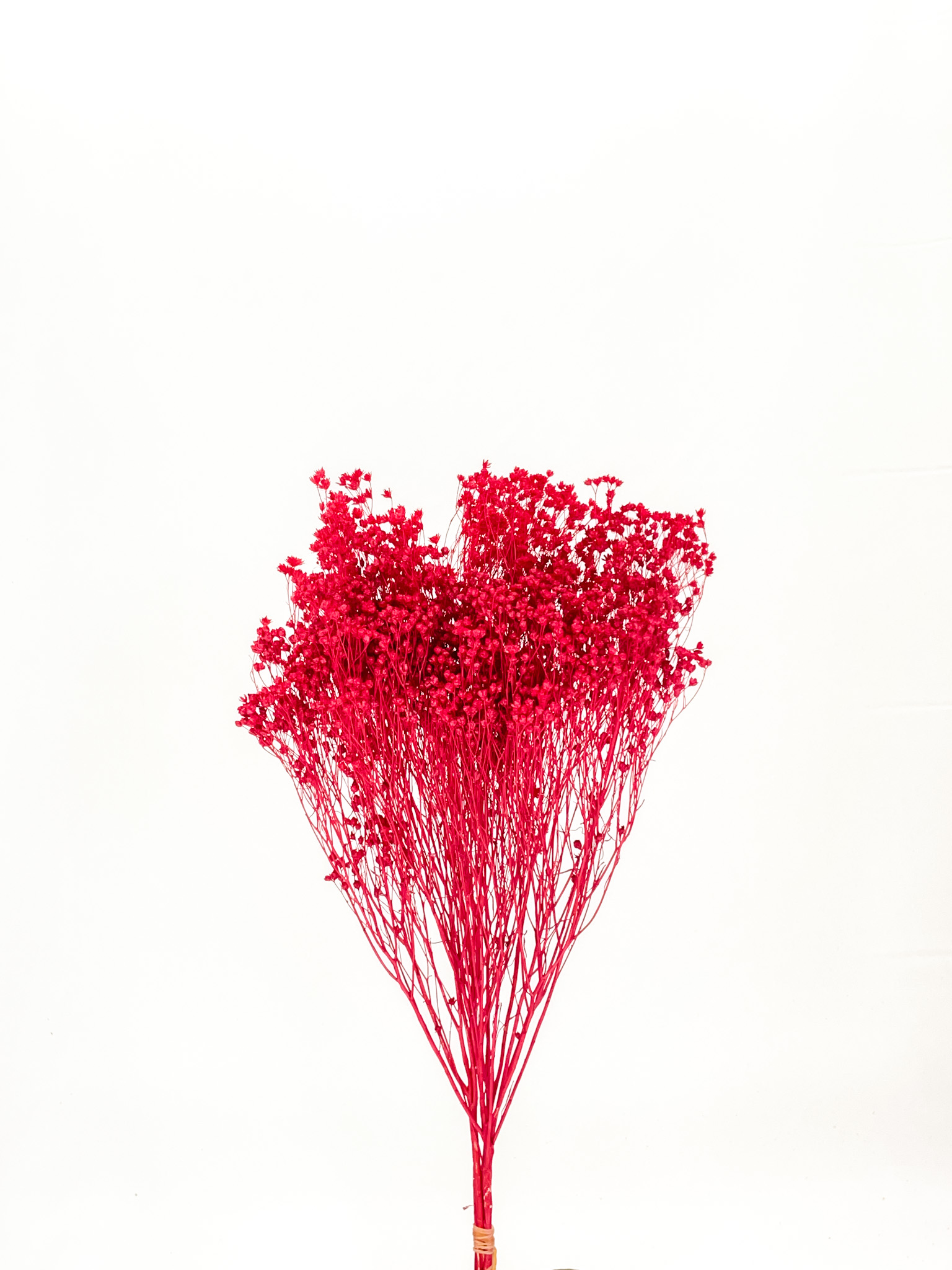 モリソニア　レッド　75786