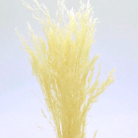 アグロスティス　クリームイエロー　76104