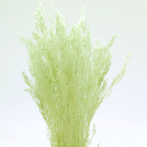 アグロスティス　クリアグリーン　76106