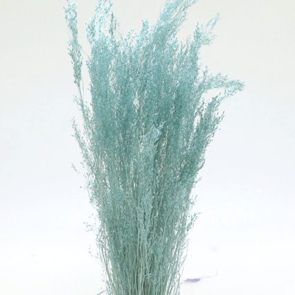 アグロスティス　グレイッシュブルー　76107