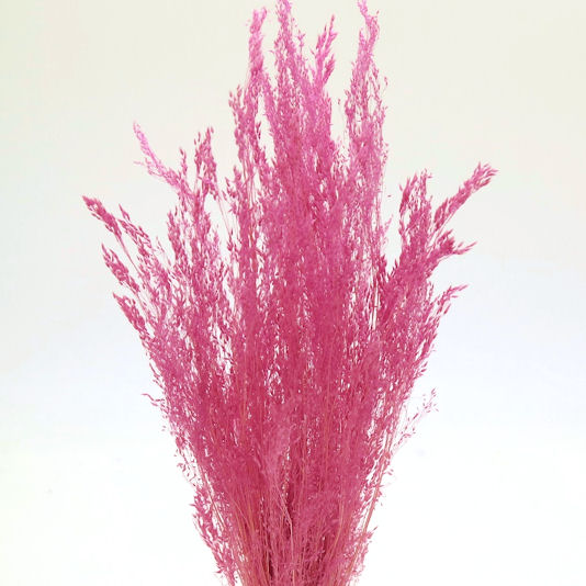 アグロスティス　カシス　76108