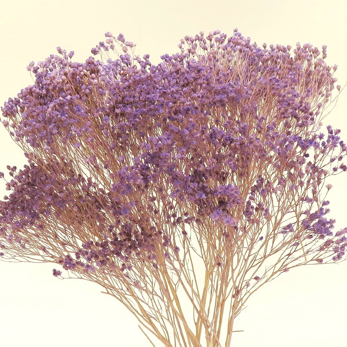 モリソニア　ラベンダー　76109