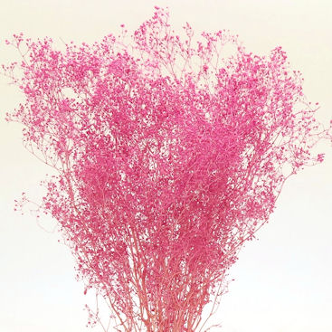 ソフトミニカスミソウ　カシス　76113