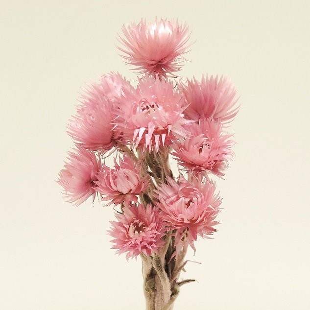 シルバーデイジーミニ　モーブピンク　76120