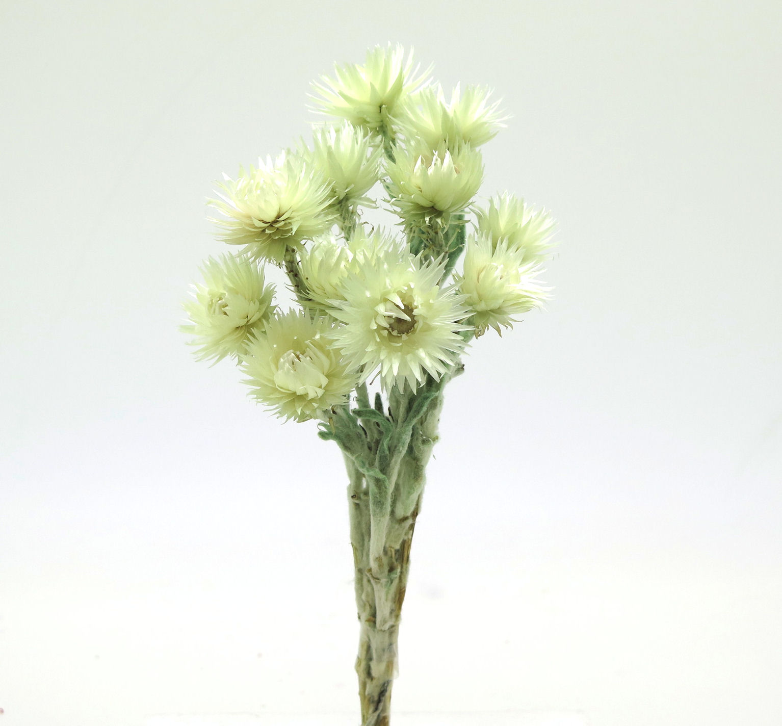 シルバーデイジーミニ　クリアグリーン　76121